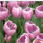 沭陽縣新河鎮(zhèn)綠友花卉園藝場 一站式農(nóng)作物種子經(jīng)營服務(wù)，百合、女貞、獼猴桃種子精選供應